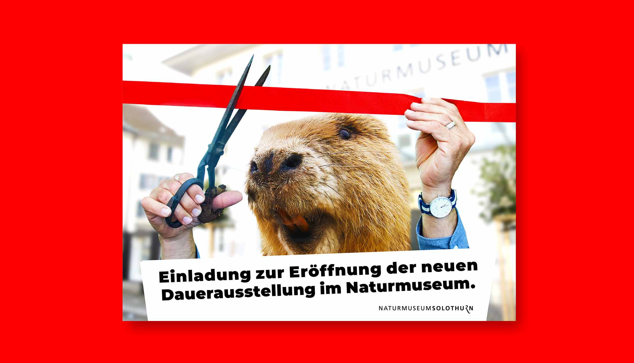 Naturmuseum Solothurn, Einladungskarte, Dauerausstellung
